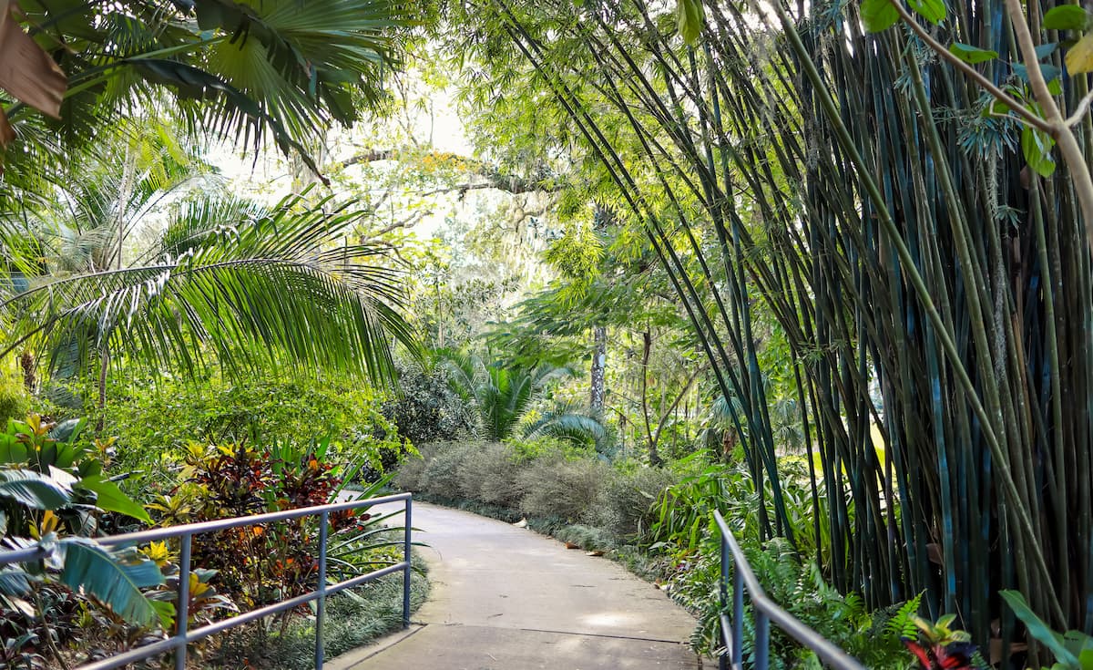 Beautiful, lush vegetation and palm trees line a walkway