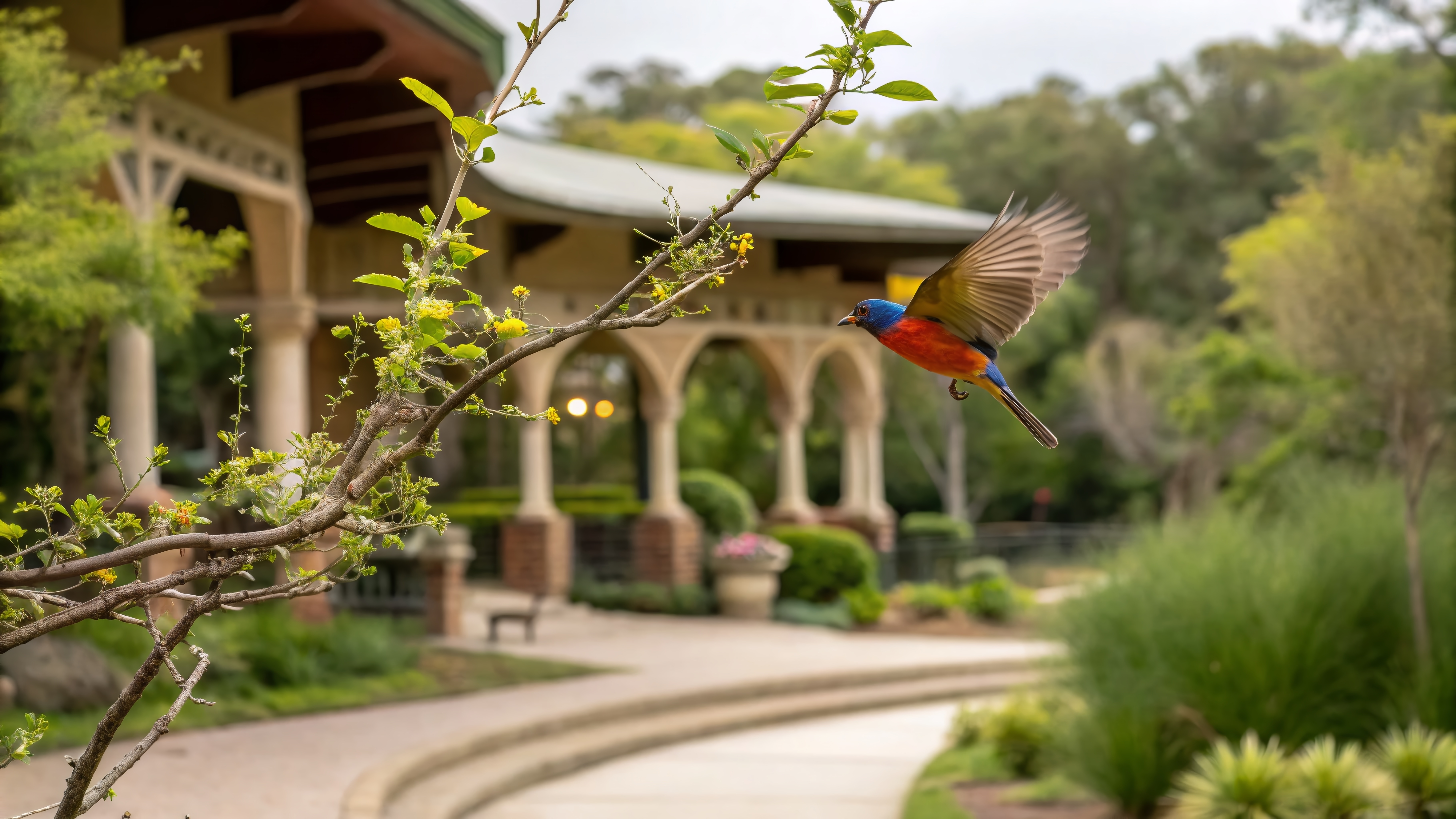 Beautiful painted bunting in flight near lush vegetation at Mead Botanical Garden