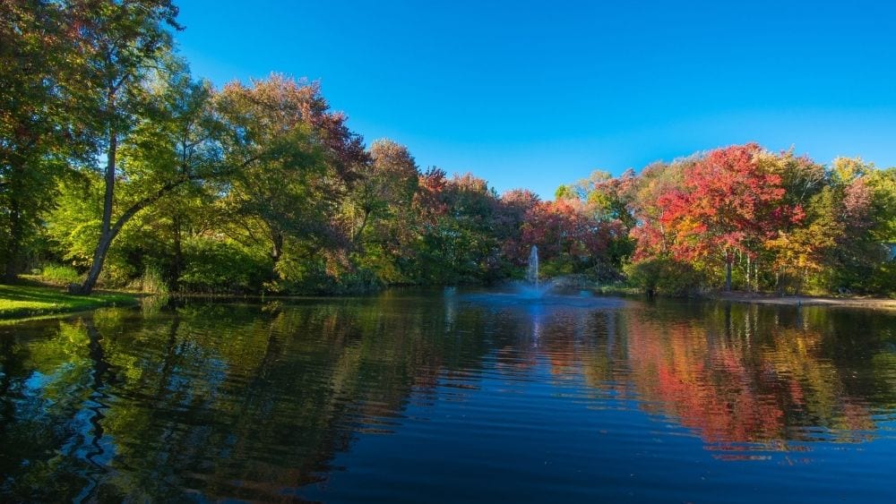 A river with trees lining the banks.