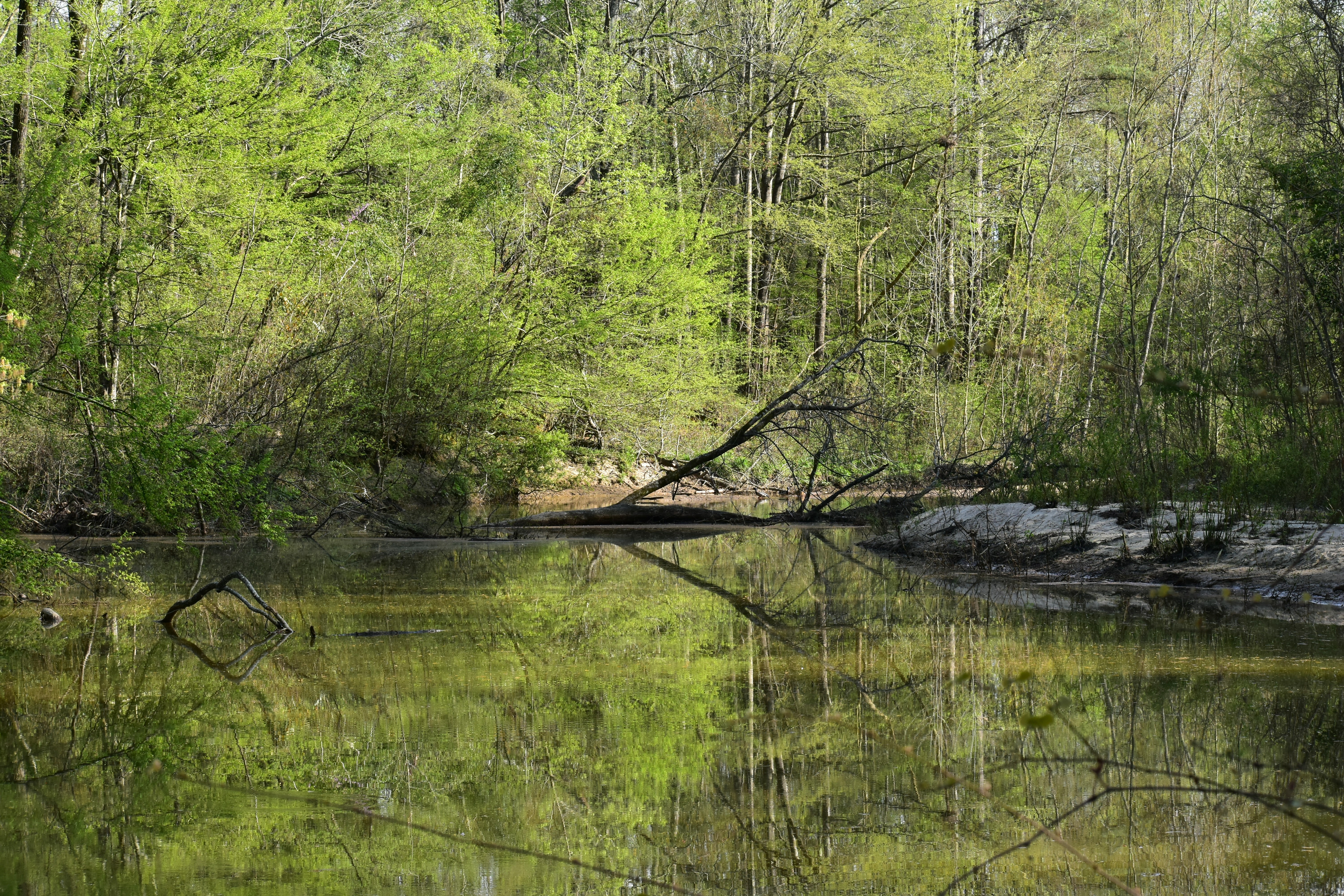 tree-lined water with branches and rocky shore