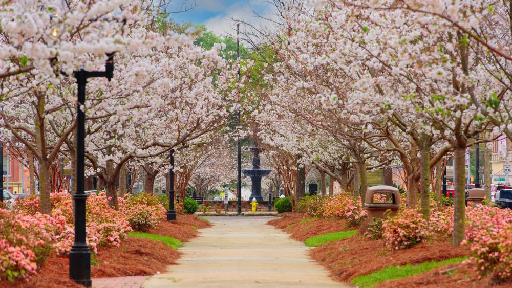 Cherry trees line a sidewalk