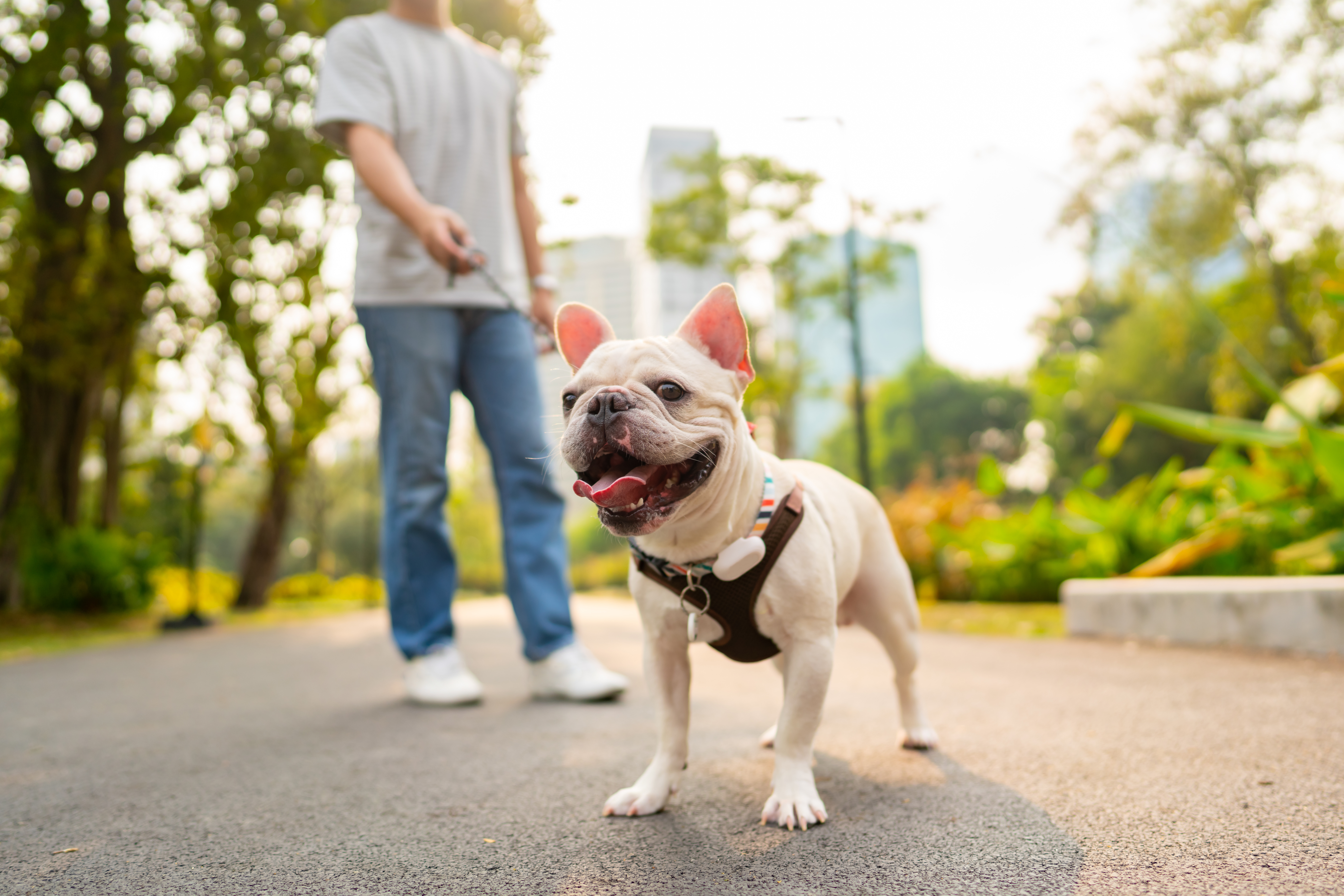 Dog Friendly City 
