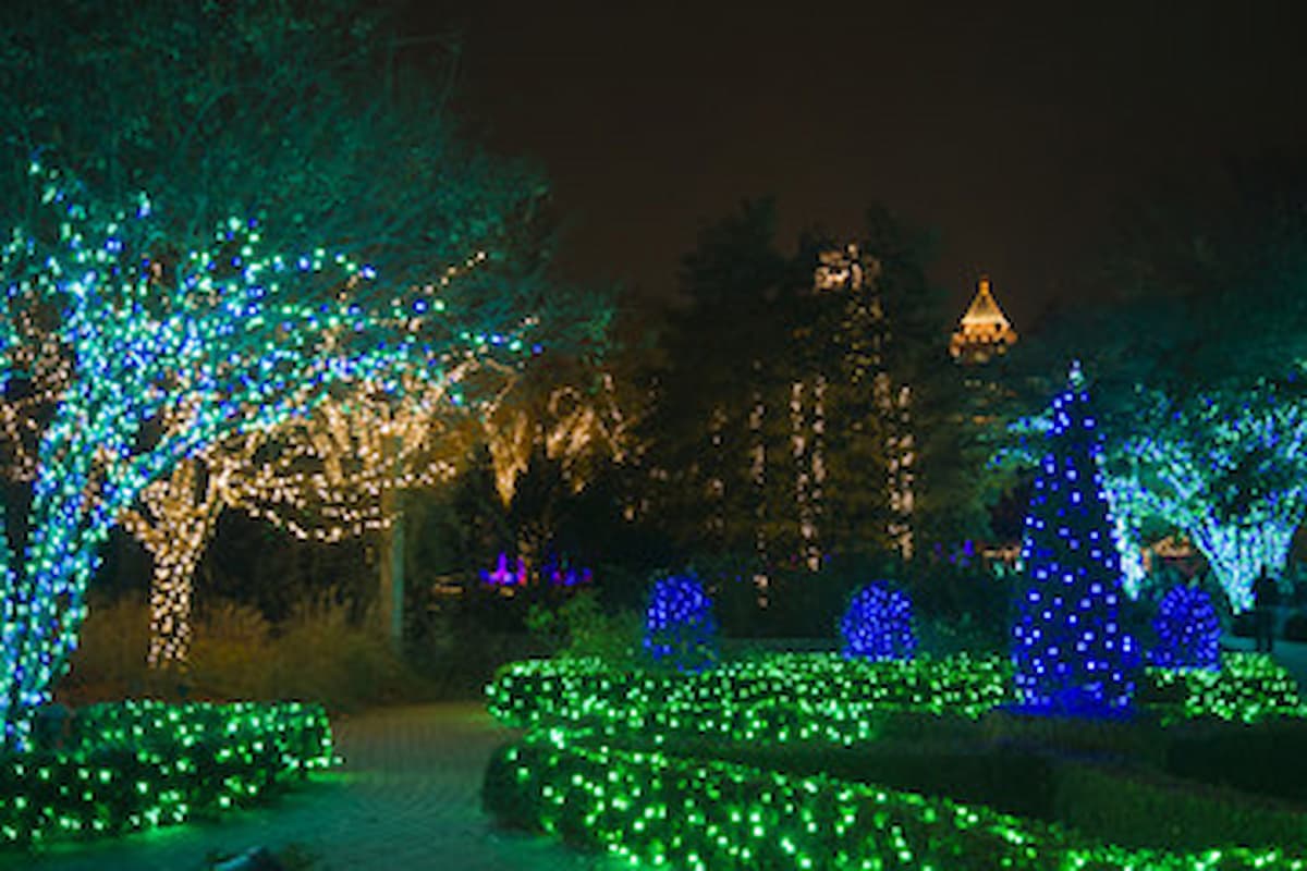 well manicured area of trees and bushes filled with white, green, and blue holiday lights