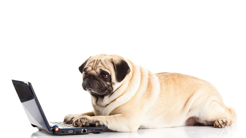 pug-using-computer