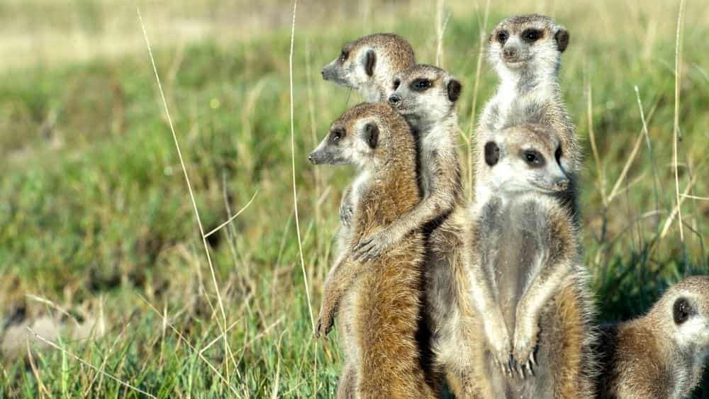 meerkat-family