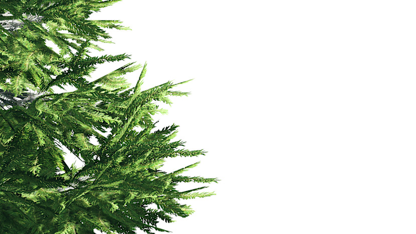 Close up shot of an evergreen tree branches, spread out