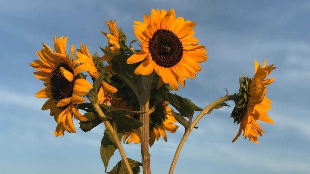 Sunflowers