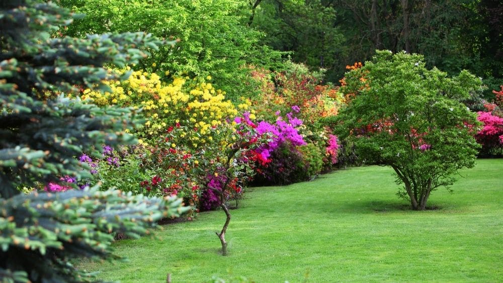 colorful shrubs