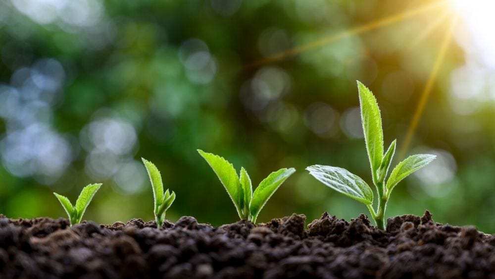 growing-plants