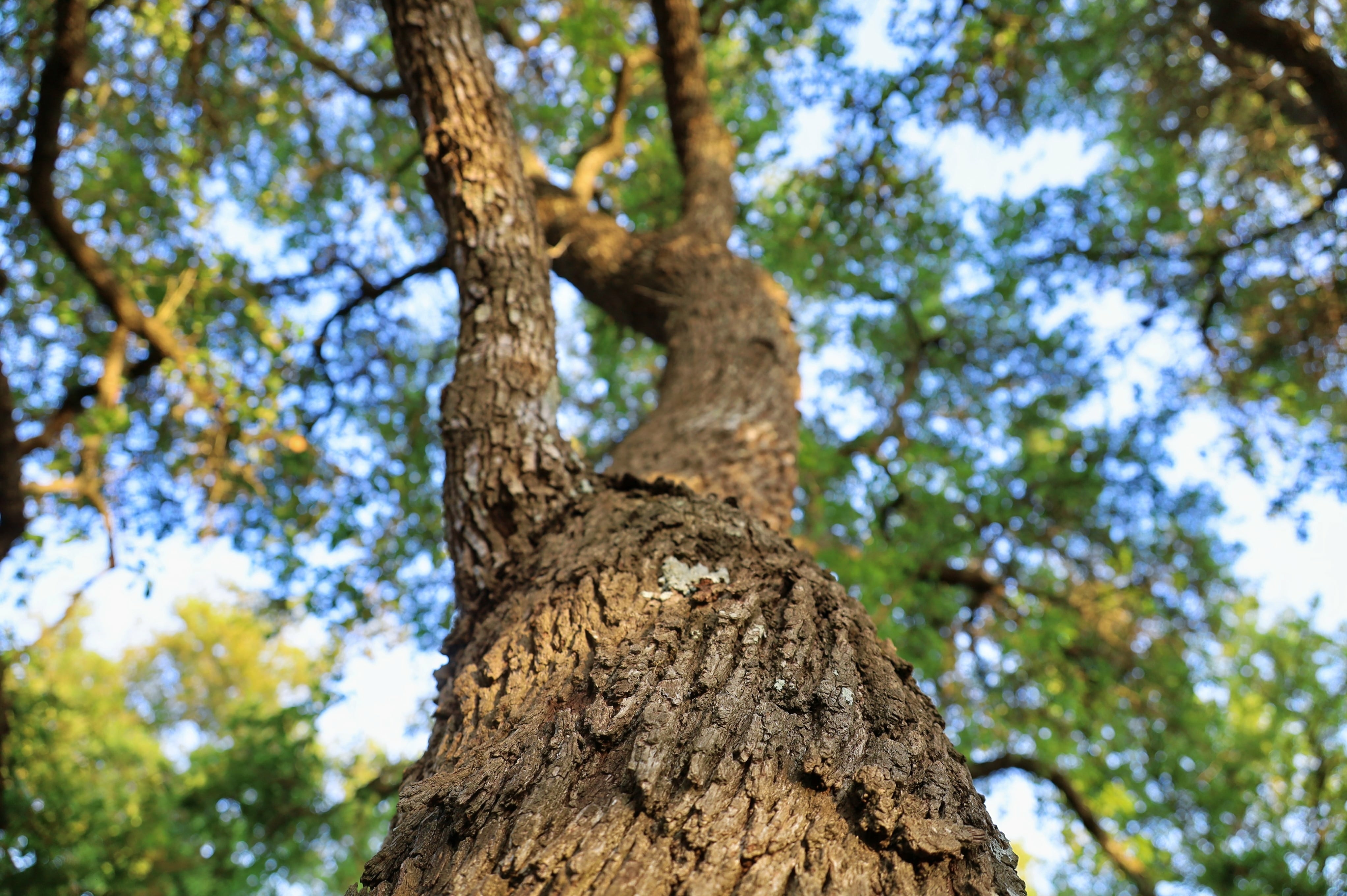 sunlight peeking through the limbs of a live oak tree