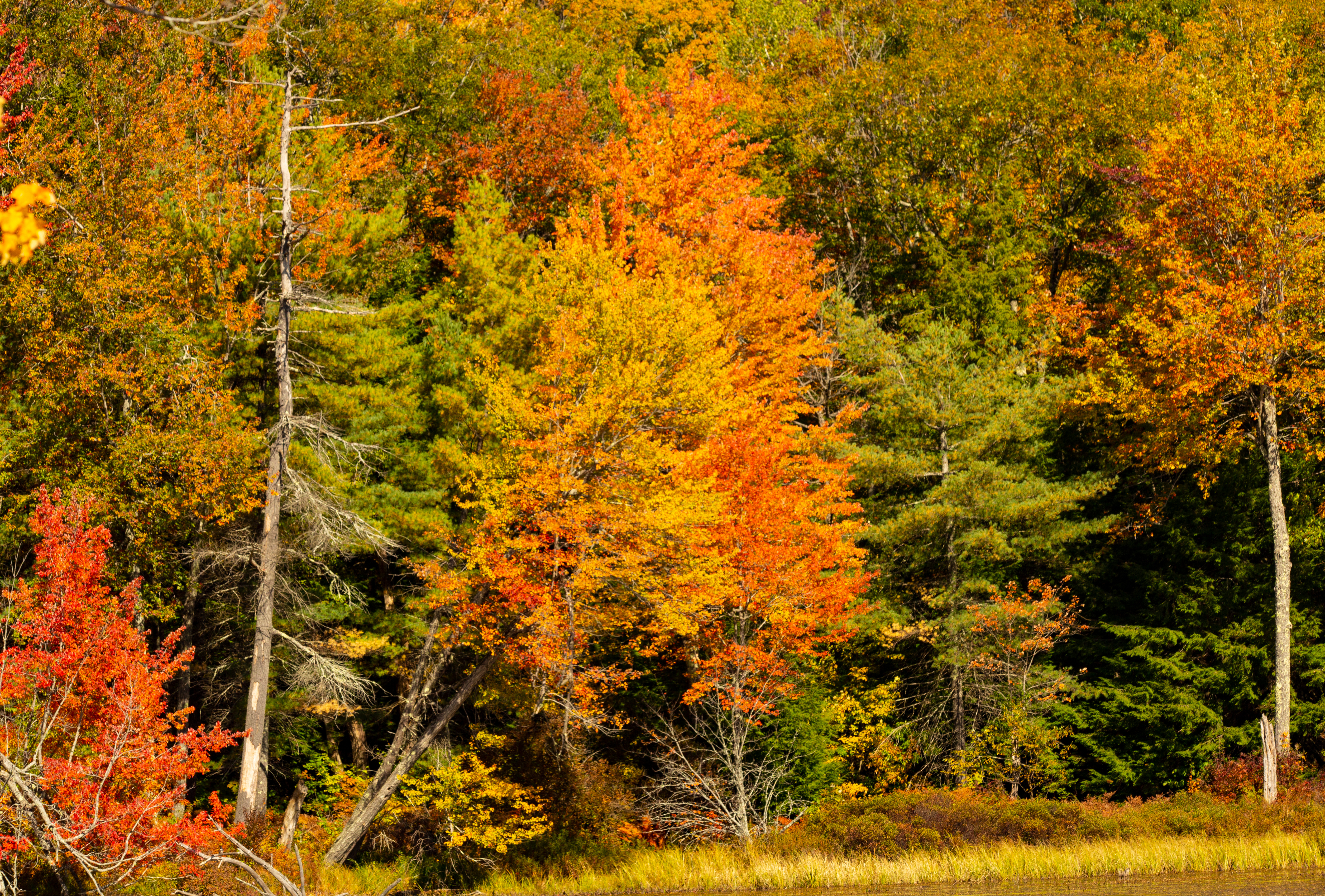 Beautiful trees in various fall colors