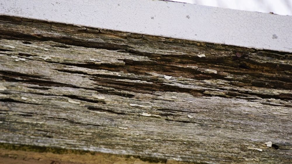 Close-up of timber showing termite damage.