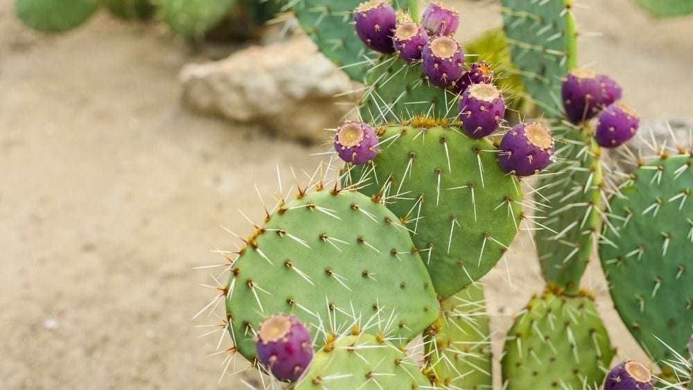 prickly pear cactus