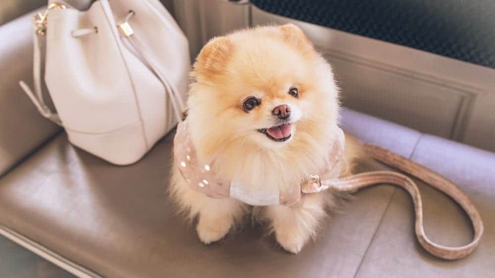 pomeranian