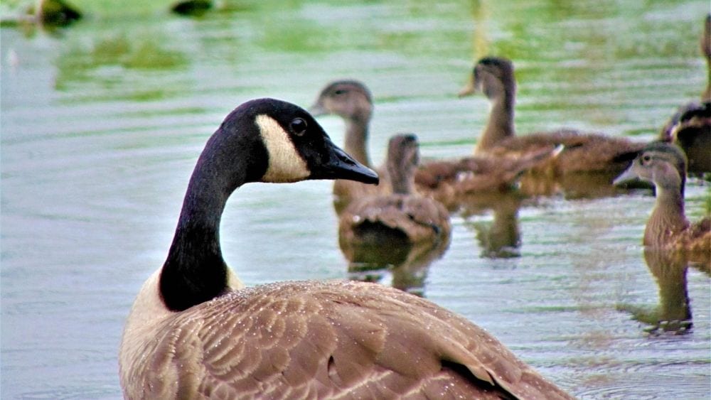 Pond in Millville, New Jersey