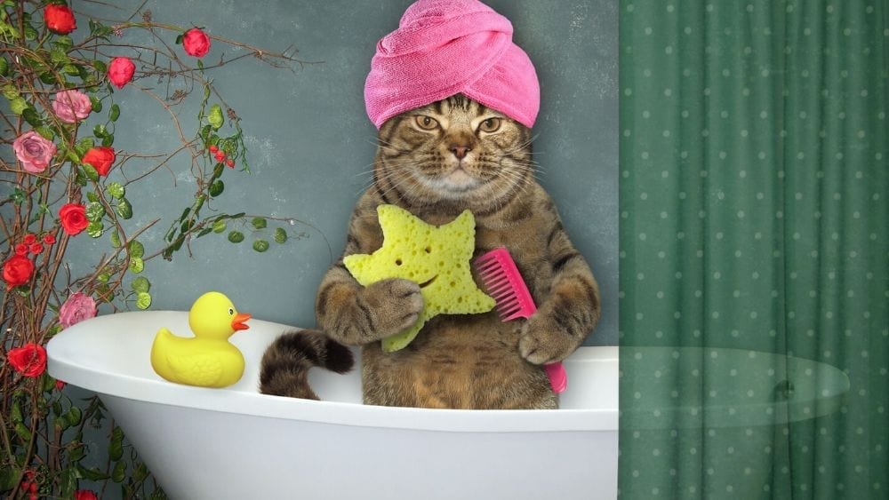 cat in bathtub with hair towel, star sponge, rubber ducky and comb