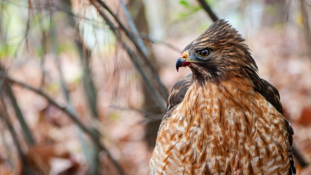 Hawk at a zoo