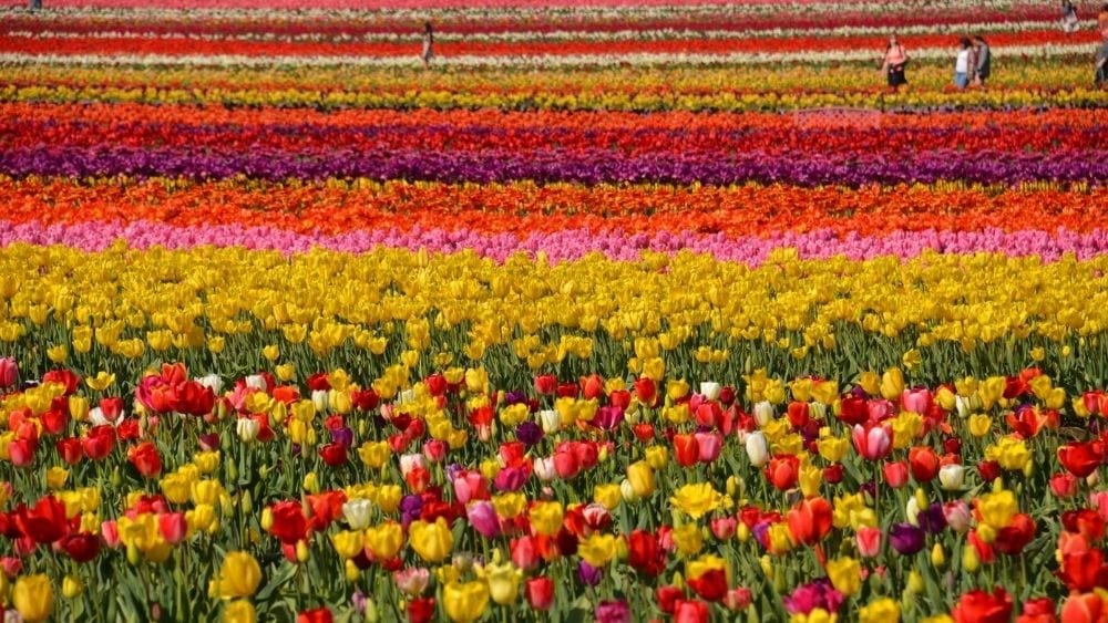 Tulip field near Woodburn, Oregon
