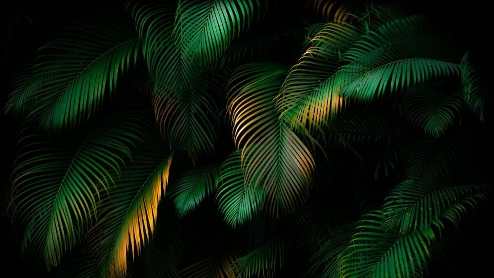 palm-leaves