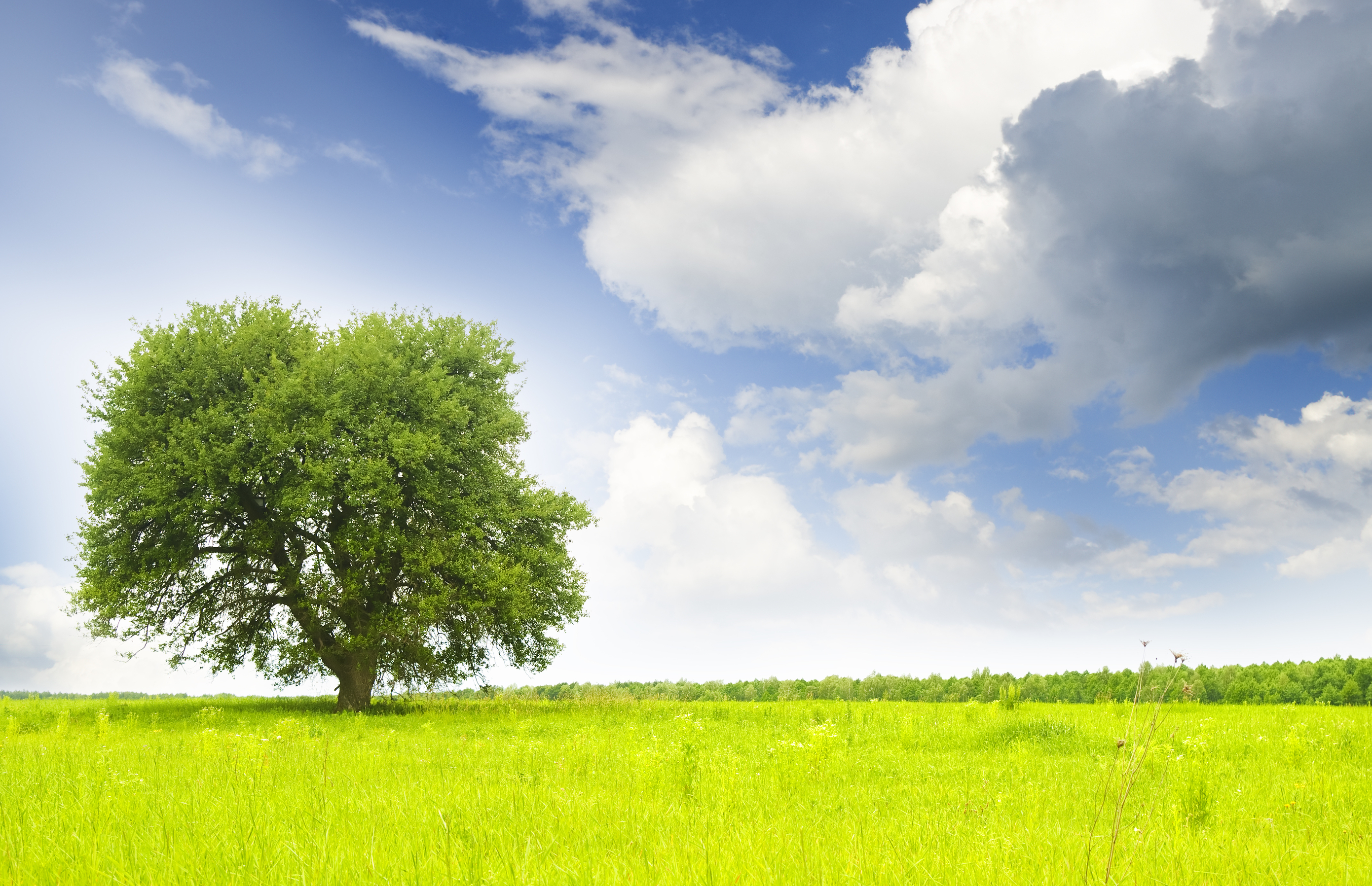 Vacant land with tree