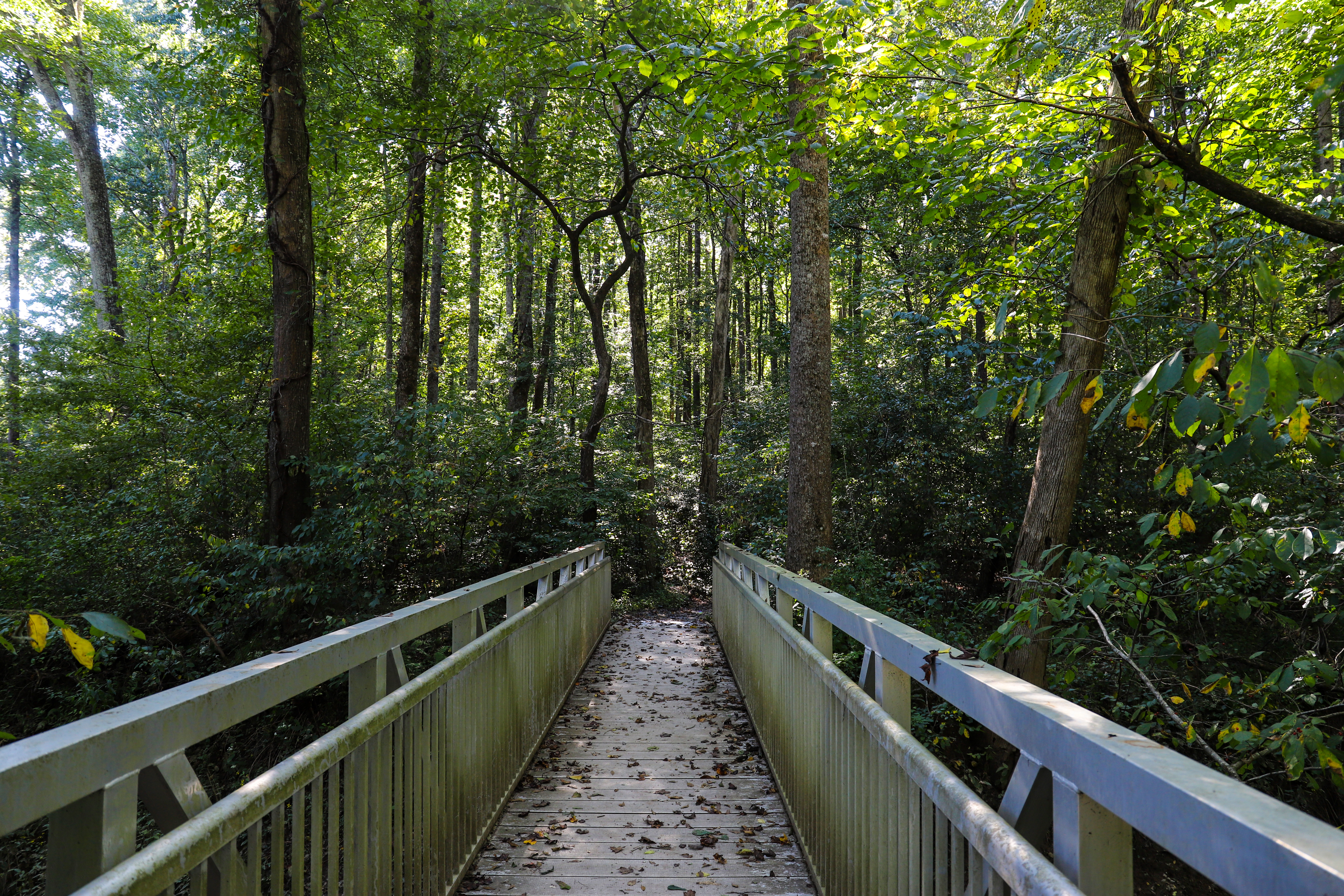 metal bridge leading into lush trees 