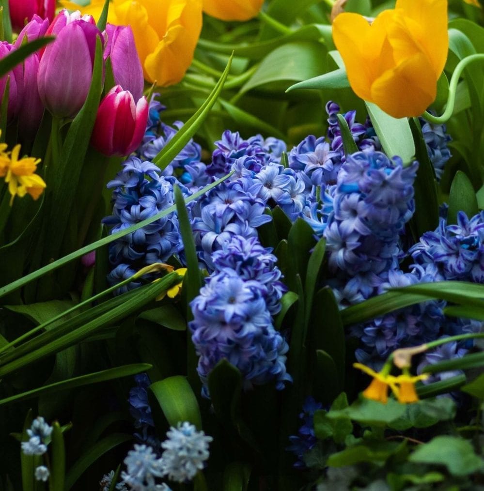 blue-hyacinth-with-yellow-tulips