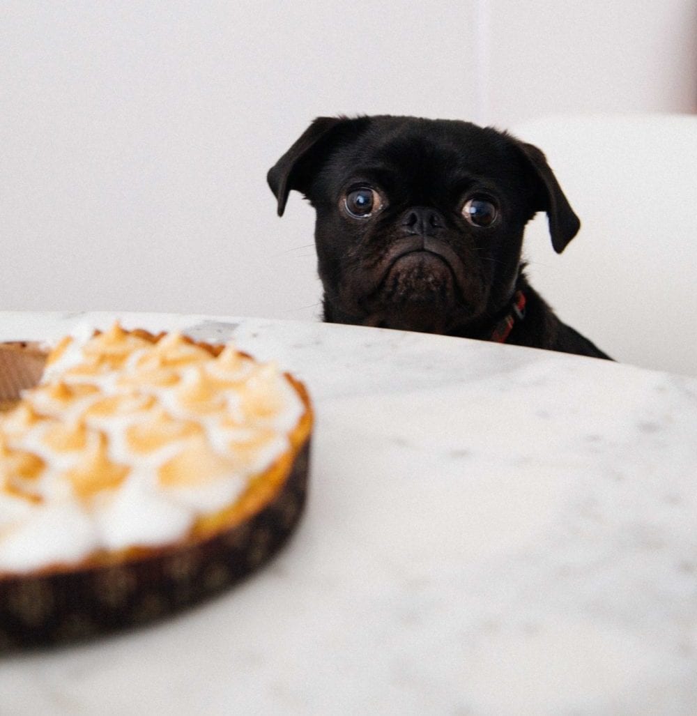 grumpy-pug-who-wants-a-piece-of-pie