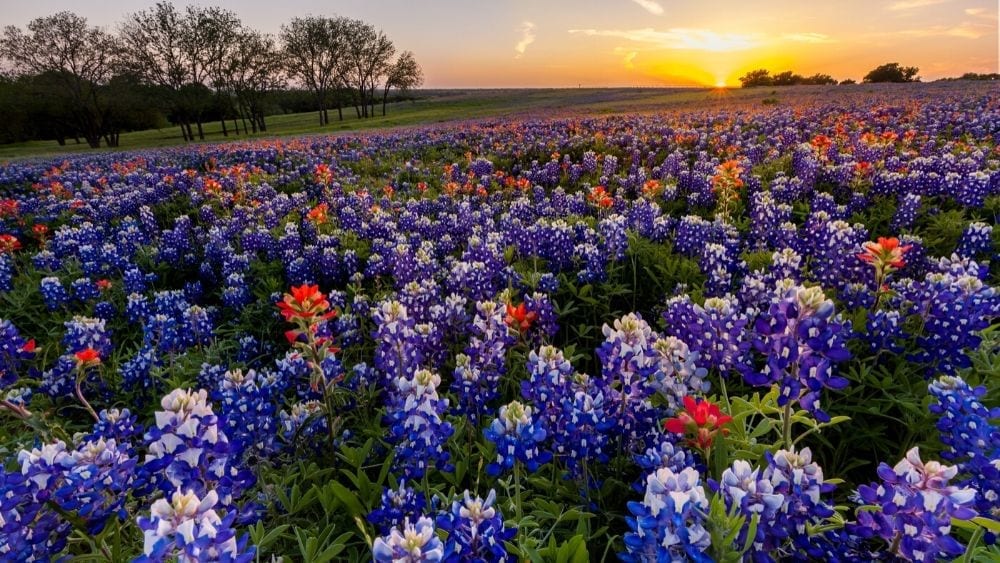 texas-flowers