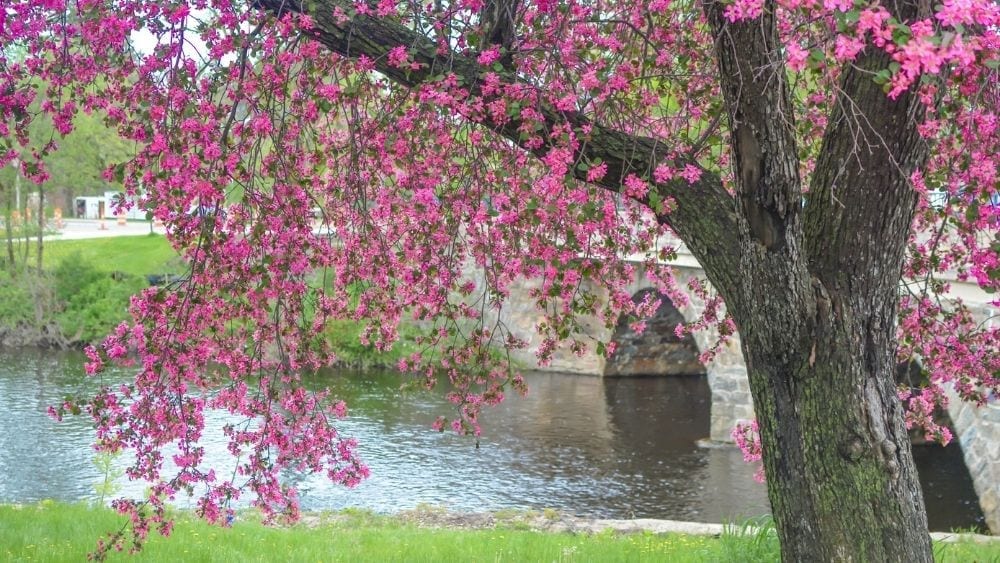 Flowering fruit tree in Merrill, Wisconsin