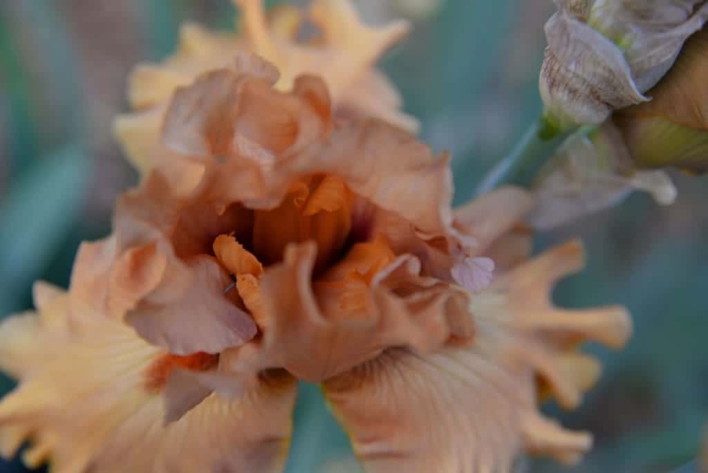 Peach iris