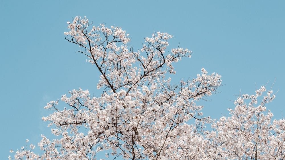 White tree in front of sky