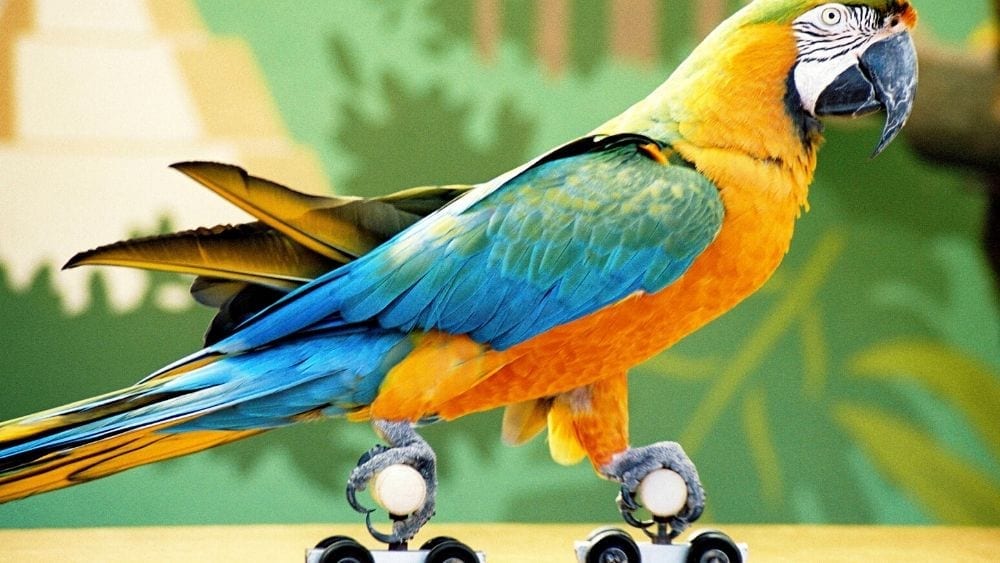 rollerskating-parrot