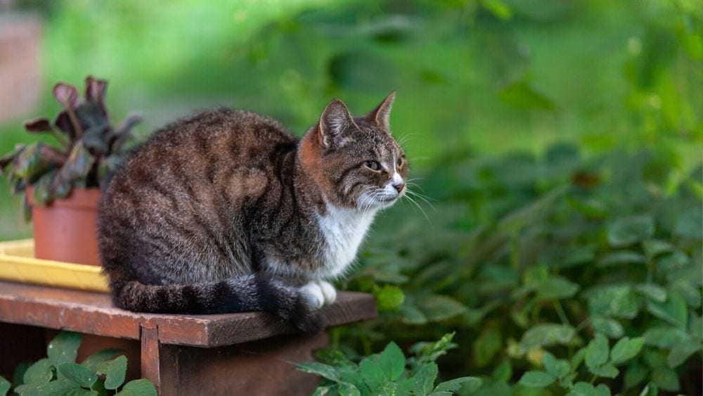cat on a bench