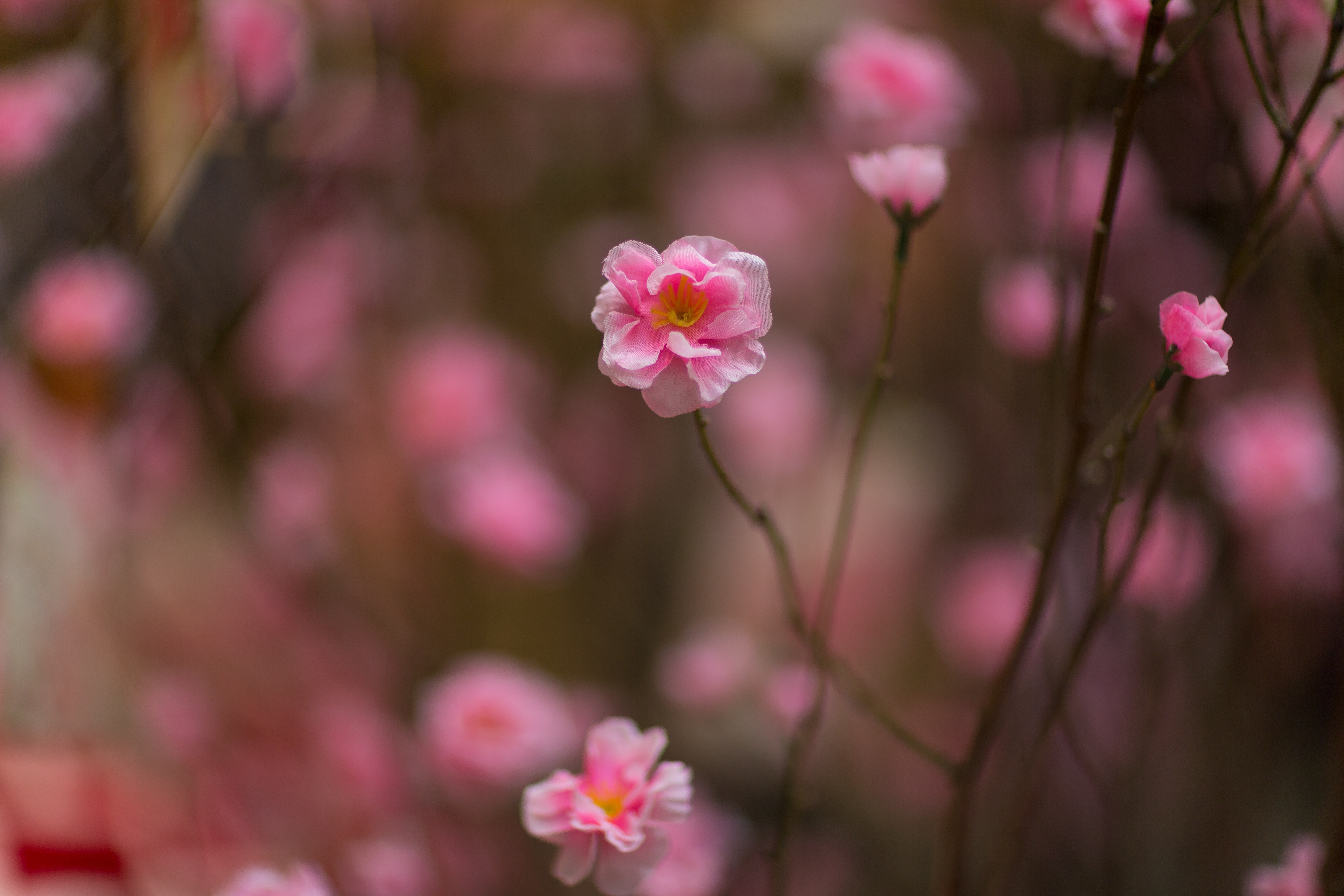 Blooming peach blossoms-state flower of Delaware