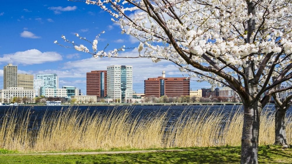 A field of tall grass and a blooming tree on the right of the photo.