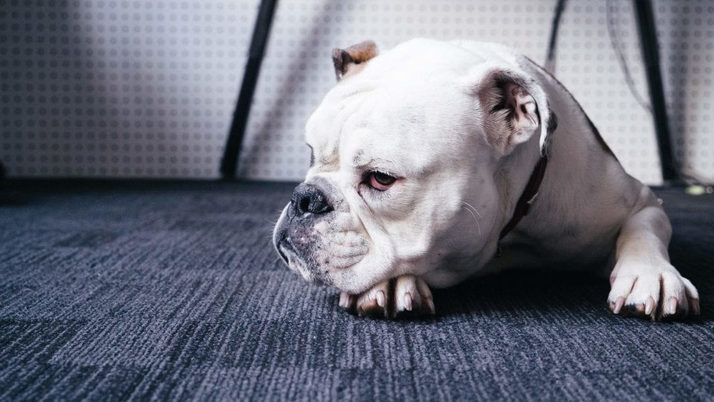 Grumpy bull dog laying on carpet