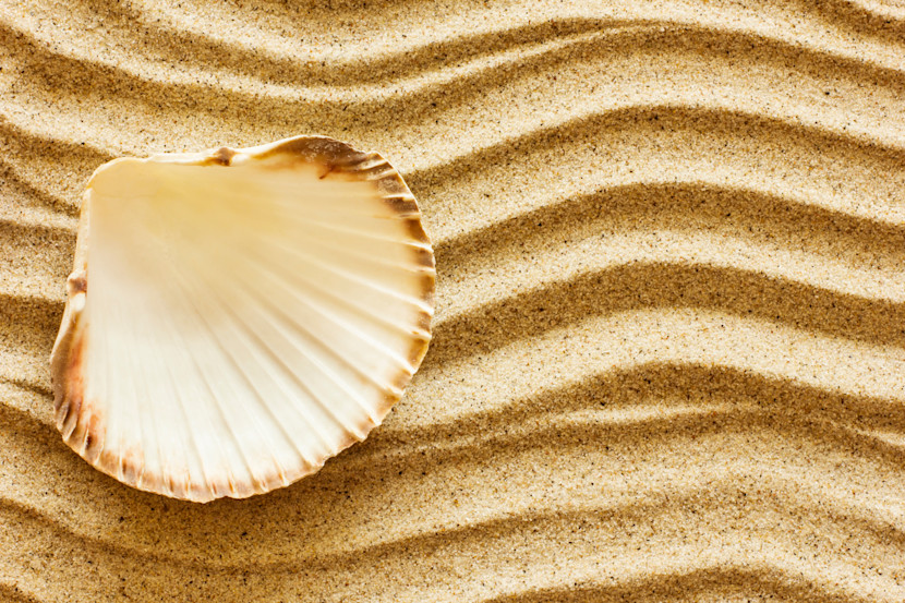 White scalloped seashell with wavy lines in the sand