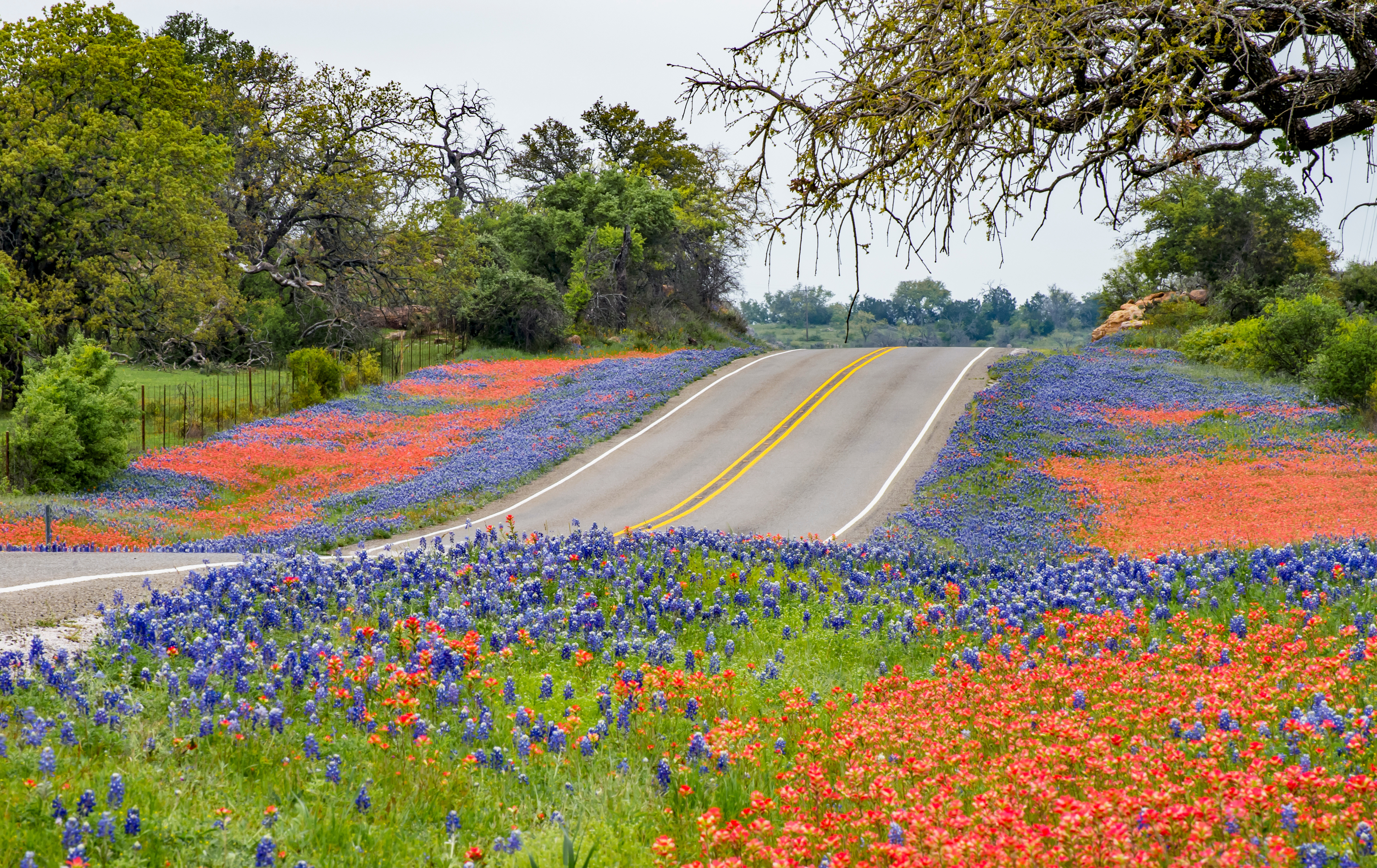 Road flanked by Texas wildflowers in red and blue