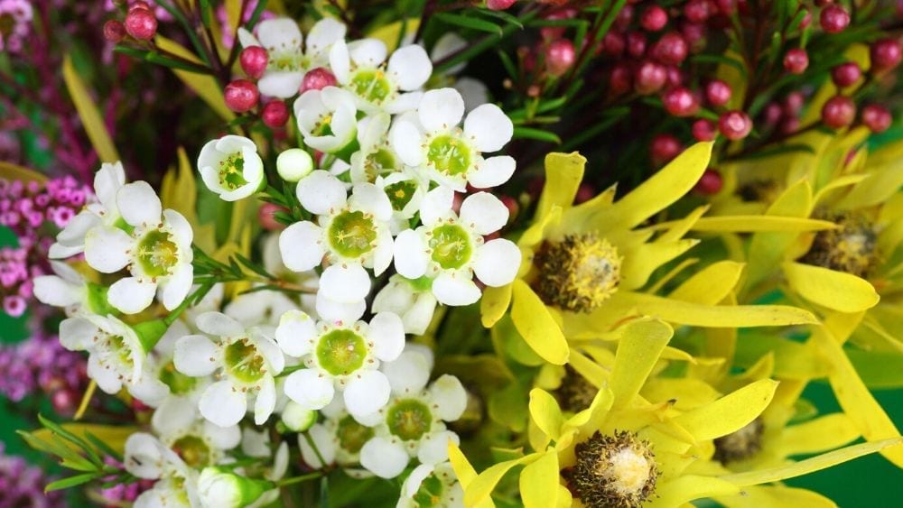 various low water plants