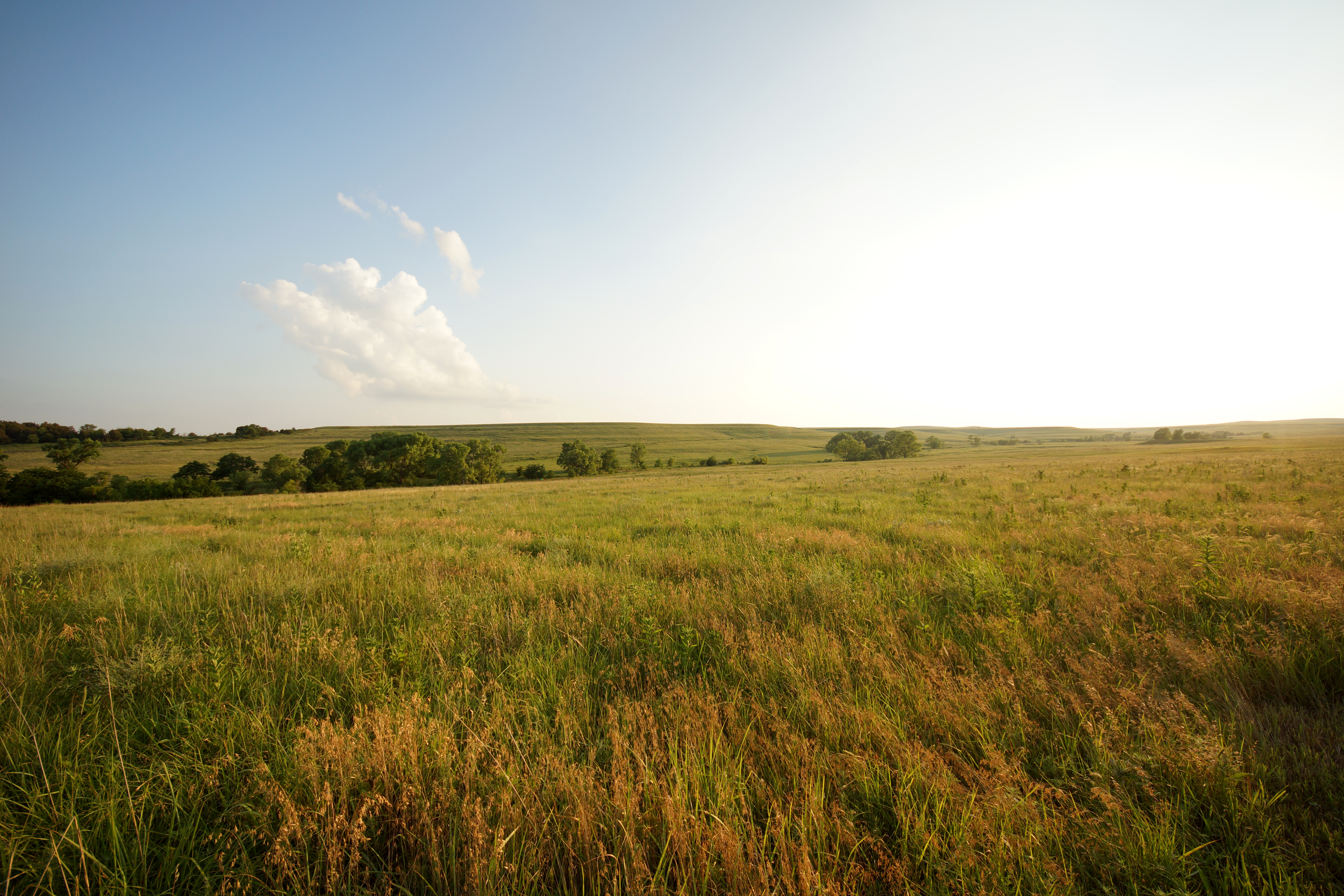 Grassy field under a blue sky