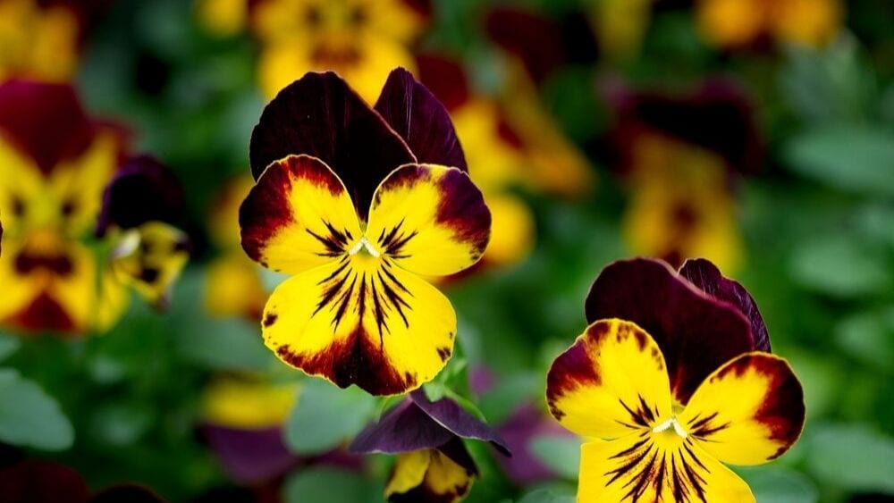 Purple and yellow petunias