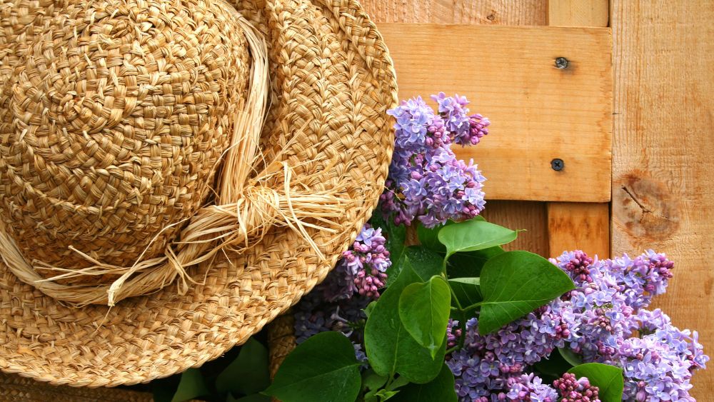straw hat next to lilac flowers