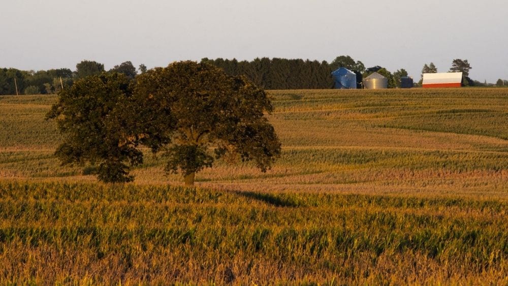 Peaceful rural farmland at sunset.