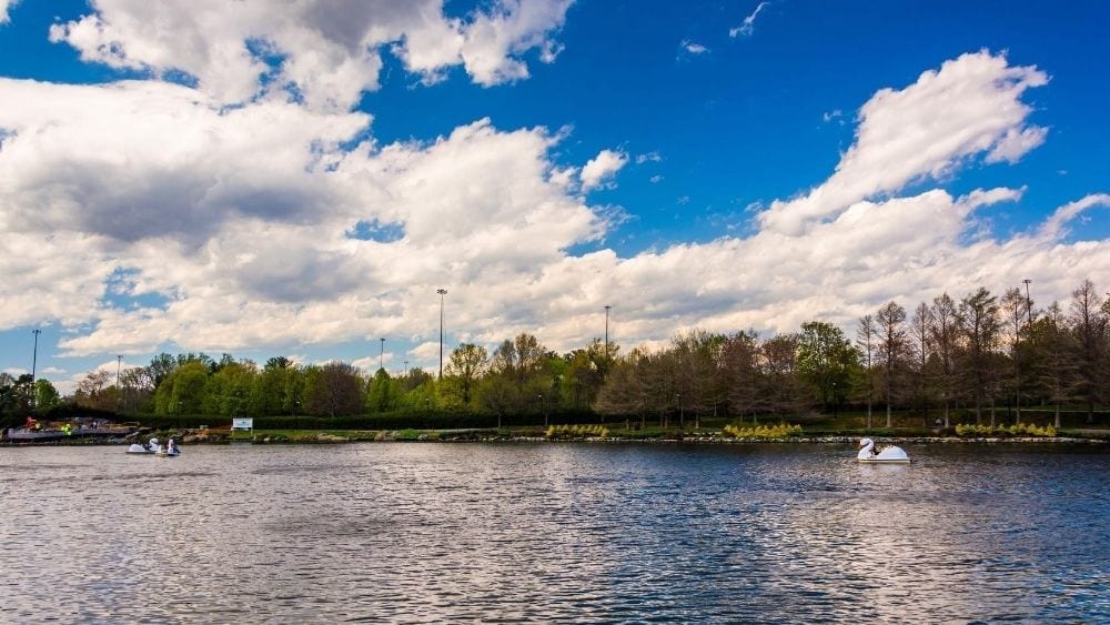 View from a lake, looking at the shoreline covered with trees.
