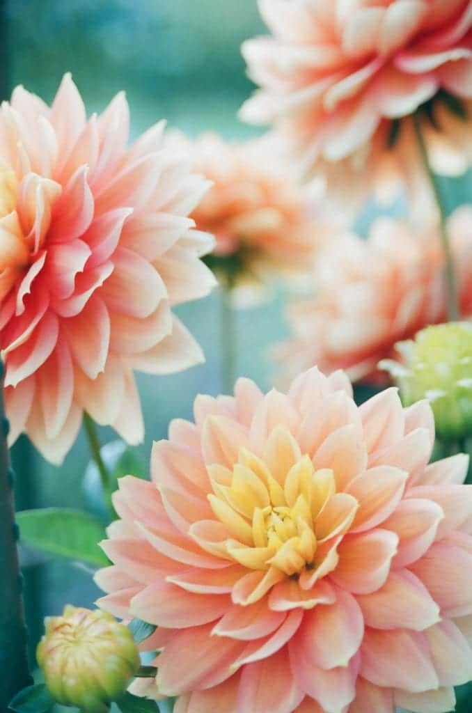 Peach dahlia
