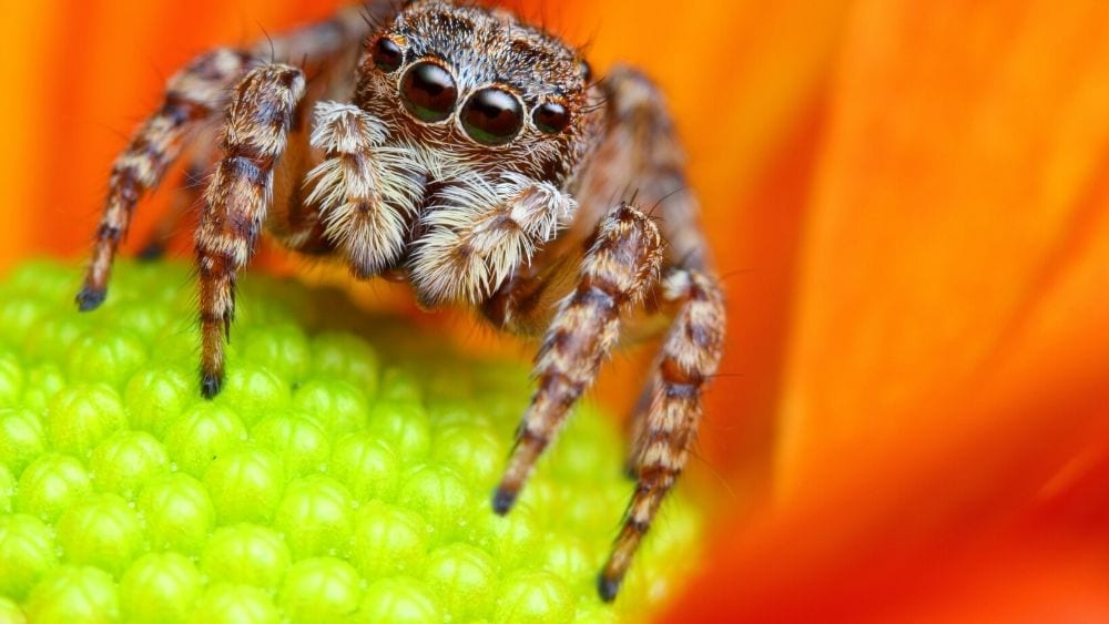 pest-quiz-answer-spider