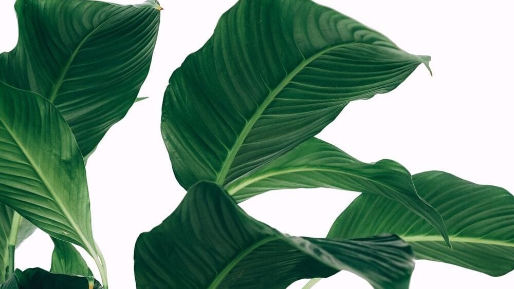 Peace lily leaves