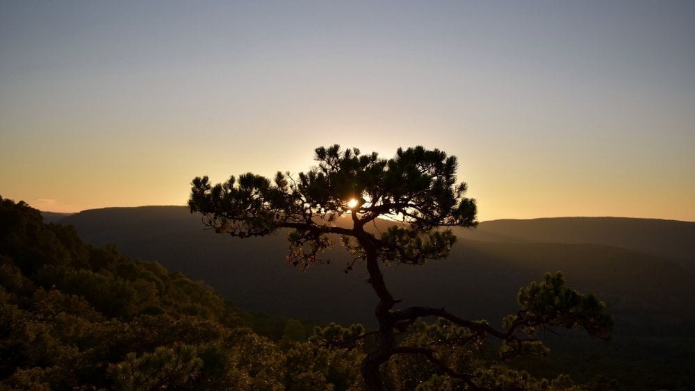 A tree against a grassy plain at sunset in Arkensas