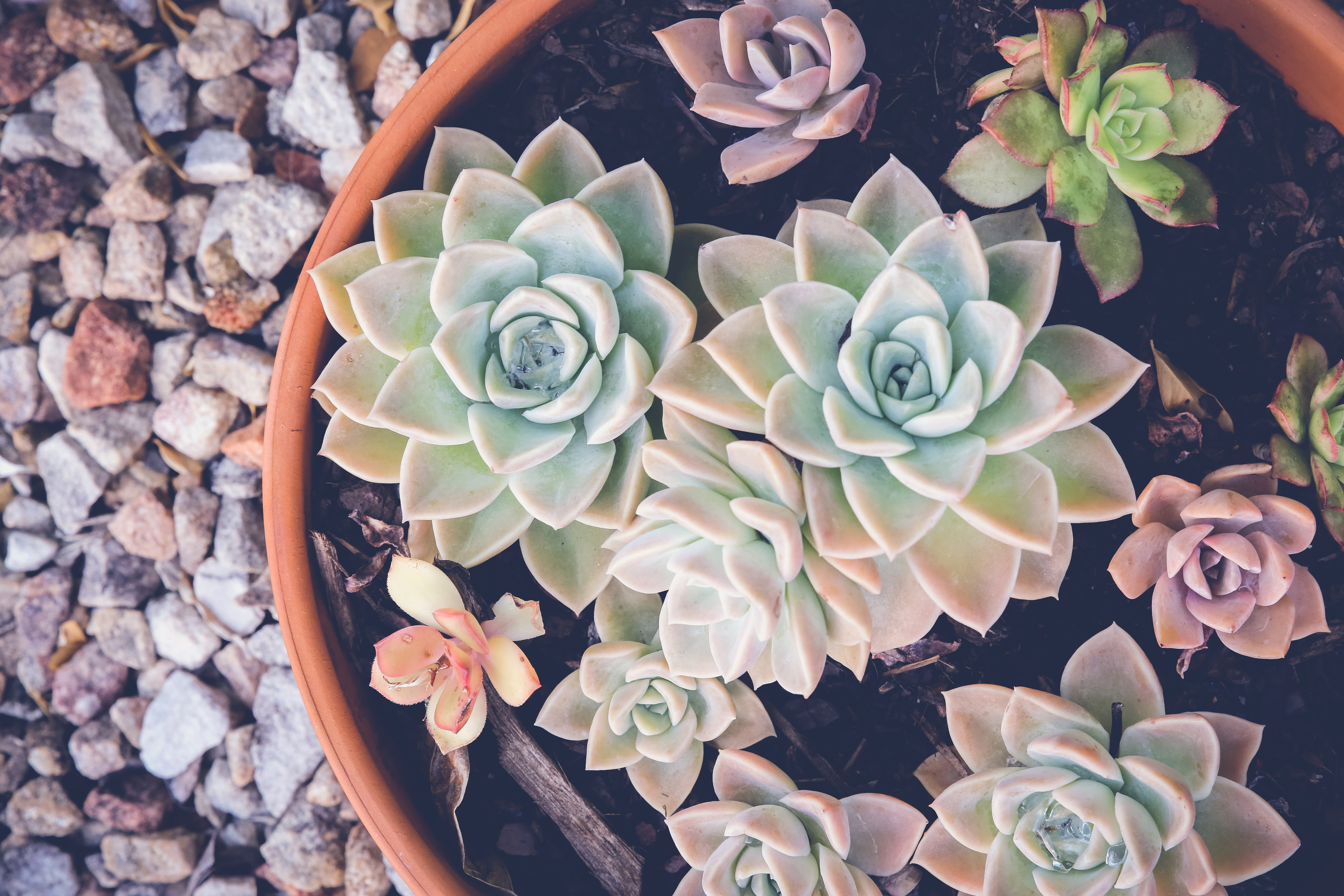 potted-succulents