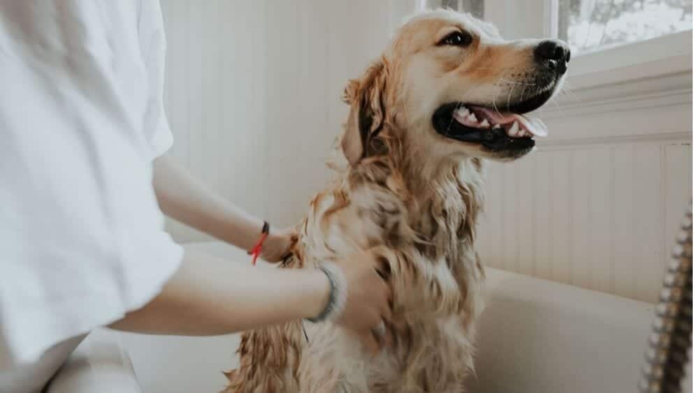 Dog getting a bath